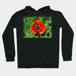 Giant Red Poppy 1 Hoodie